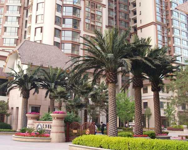 新城仿真椰子樹