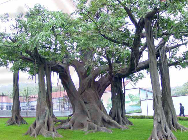 新城仿真榕樹